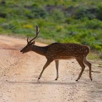 Ceylon_spotted_deer