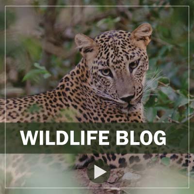 wildlife blog