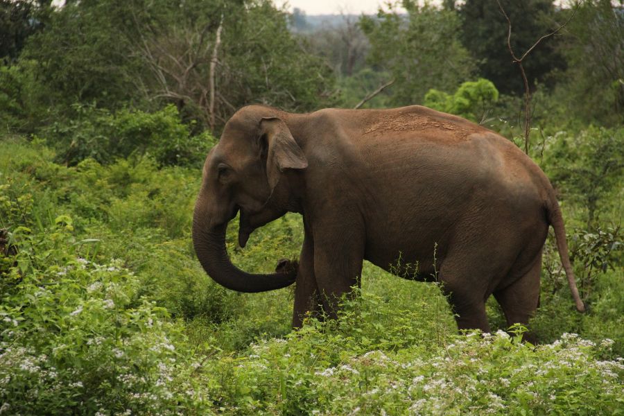 Elephant sighting at Udawalawe national park in Sri Lanka