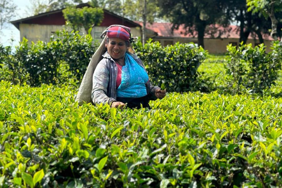 A woman plucking tea at Hatton in Sri Lanka 