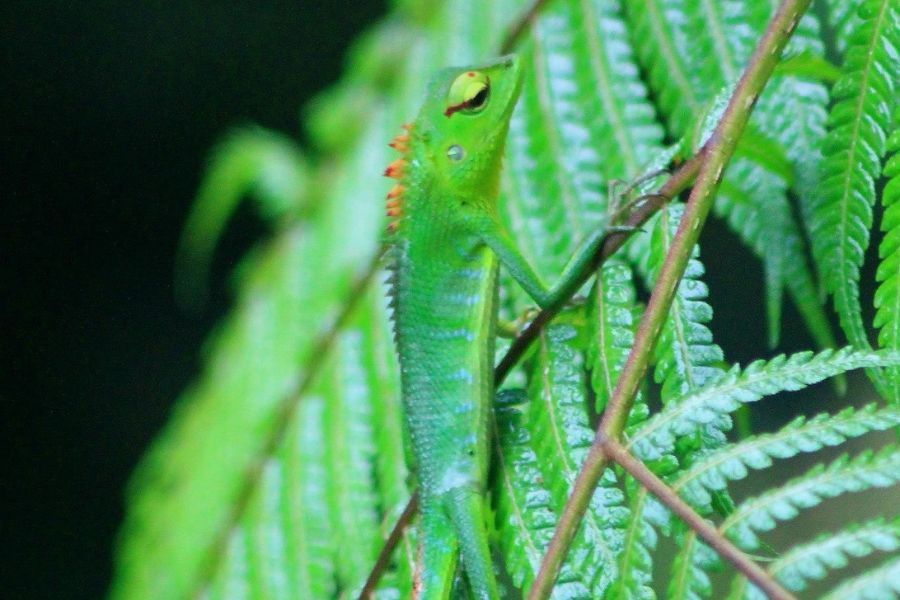 Makandawa rain forest In Sri Lanka 