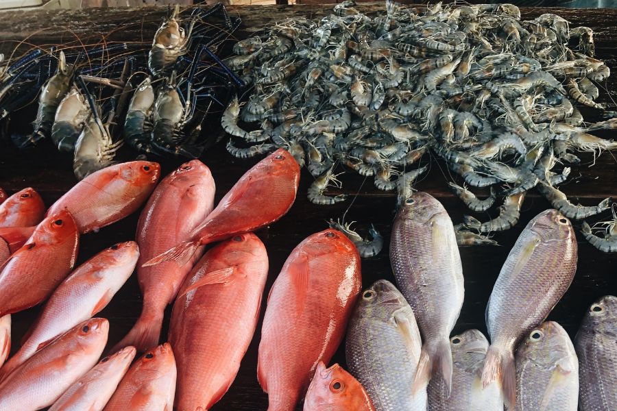Fishing in Negombo , Sri Lanka 