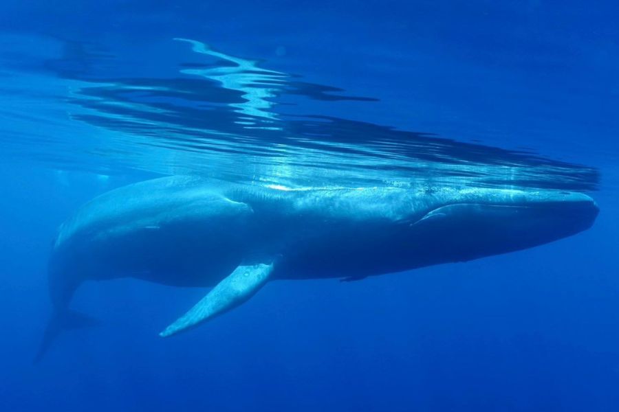 Whale watching in Sri Lanka