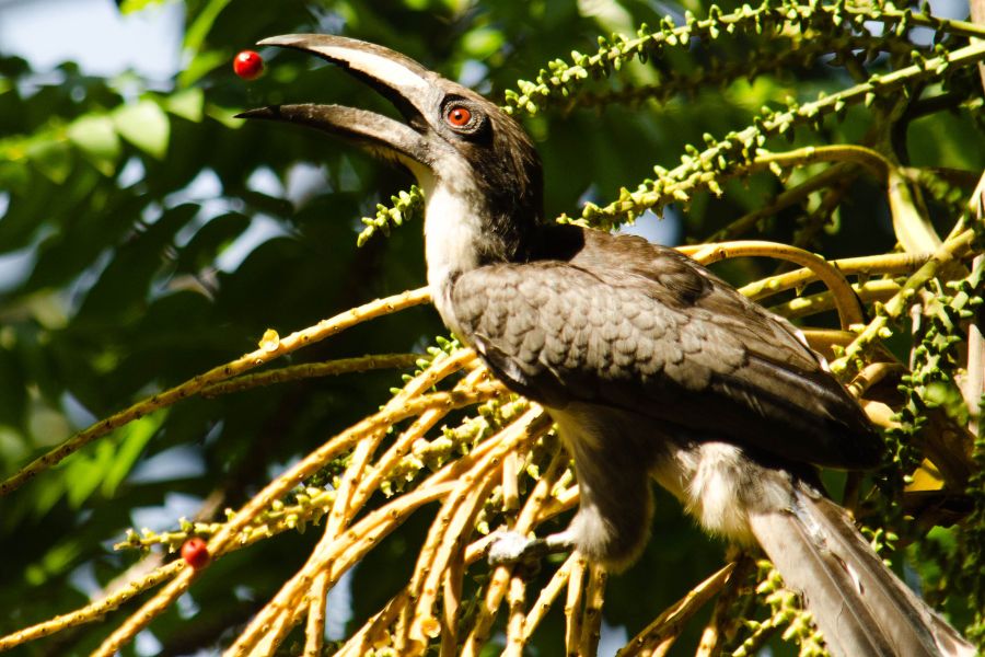 Bird sighting at Wilpattu national park in Sri Lanka 