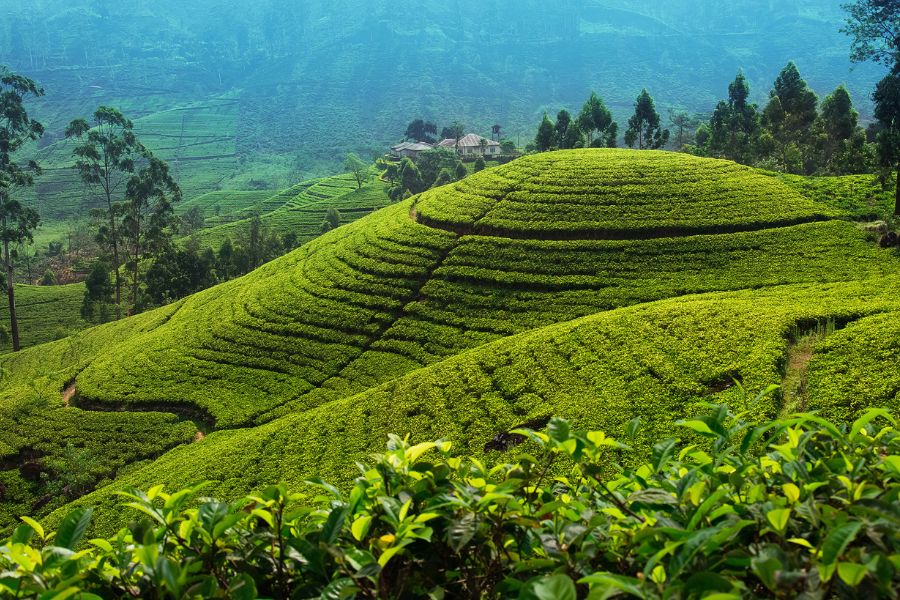 Tea estates at Nuwara Eliya in Sri Lanka 