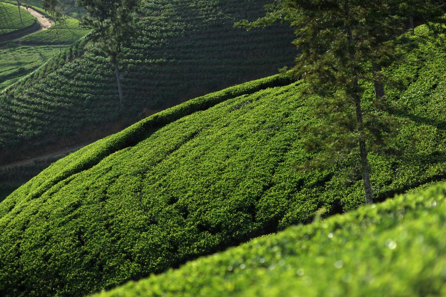 Tea fields at Nuwara Eliya in Sri Lanka 