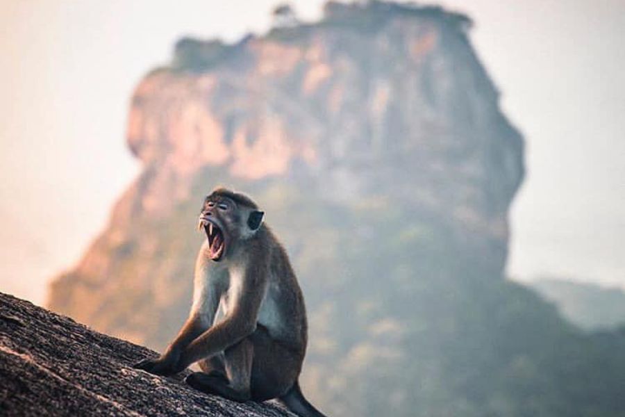 Pidurangala rock in Sri Lanka 