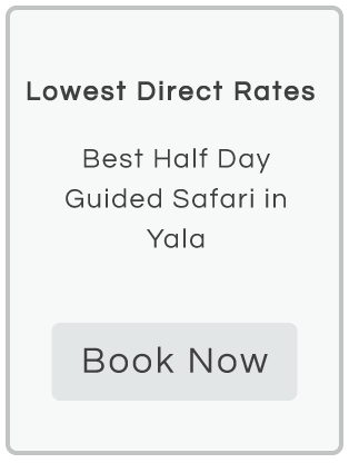 Yala Guided Safari Booking