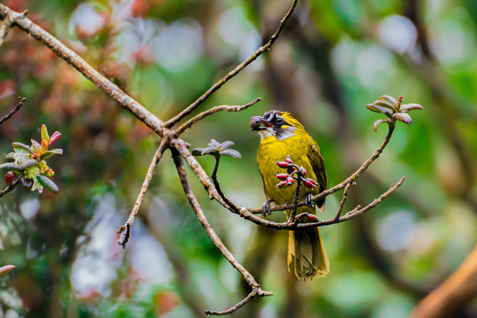 Birding Tours