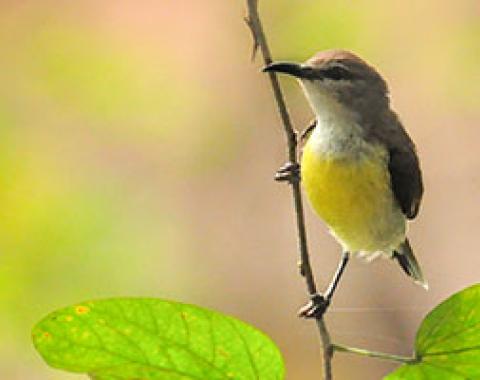 Birding Tour 14 Days