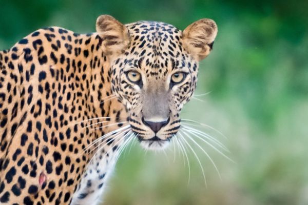 leopard at yala national park