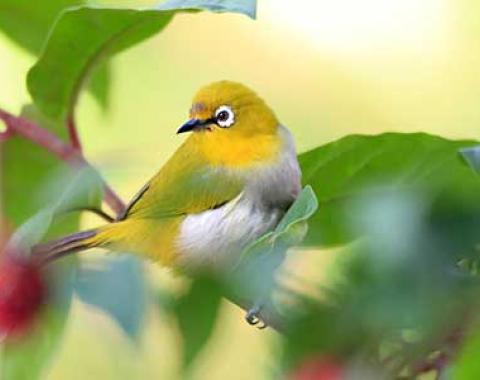 Birding tour 7 Days