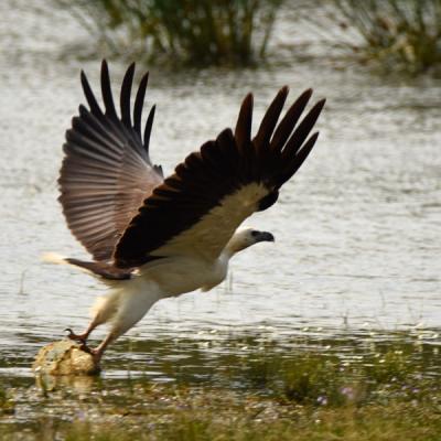 White Bellied Fish Eagle
