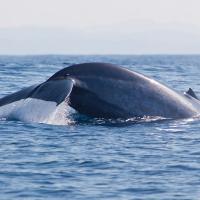 Whale Watching Sri Lanka 6