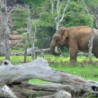 Yala Elephant
