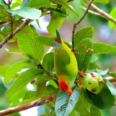 Sri Lanka Hanging Parakeet