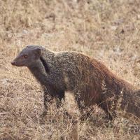 stripe-necked mongoose