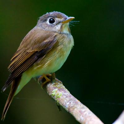 Brown Breasted Flycatcher