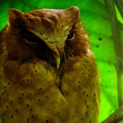 Serendib Scopes Owl