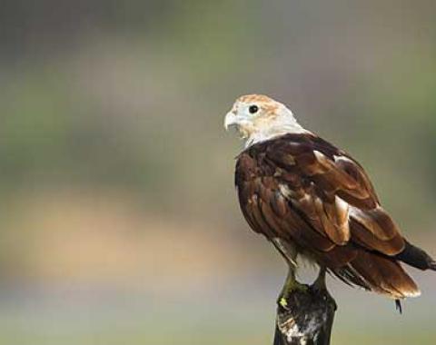 Birding tour 10 Days