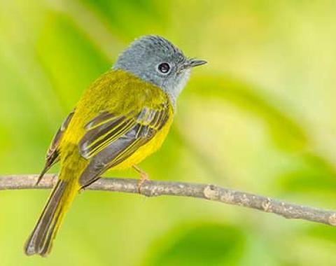 Birding tour 3 Days