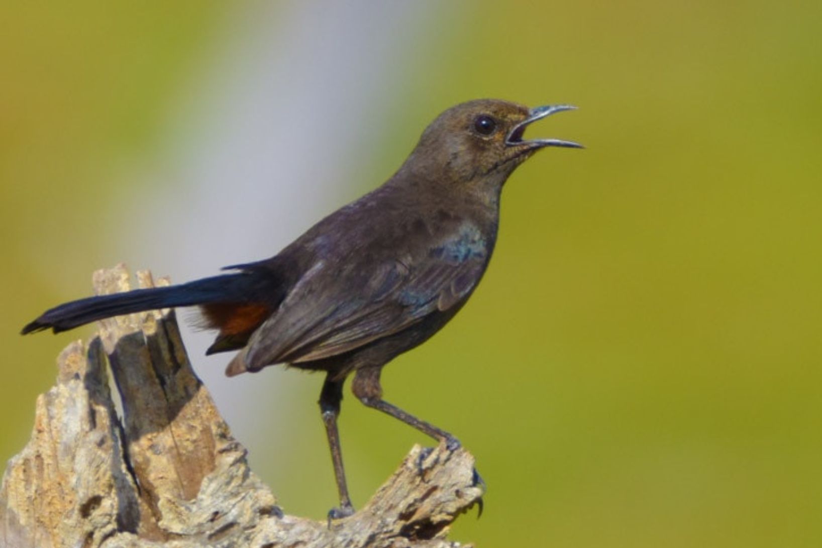 Birding tour 3 Days