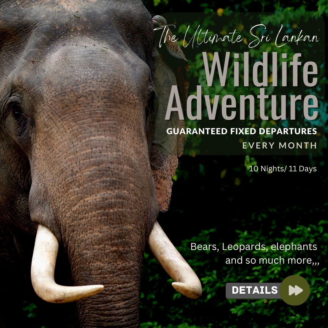 ultimate sri lankan wildlife adventure